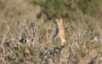 Stock Footage Two Meerkats Looking Around