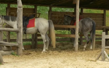 Stock Footage Two Horses In The Farm Stable
