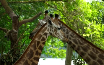 Stock Footage Two Giraffes In The Wild