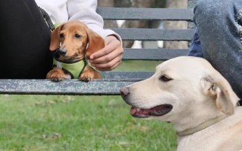 Stock Footage Two Dogs Resting With Their Owners On A Park Bench