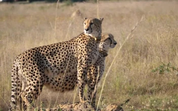 Stock Footage Two Cheetahs Stand Together And Look Around