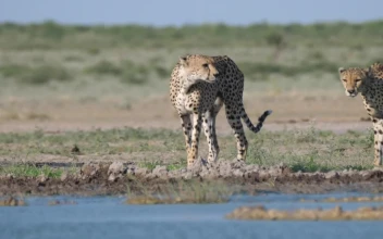 Stock Footage Two Cheetahs Around A Water Hole
