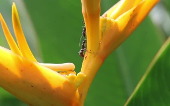 Stock Footage Two Ants On A Flower