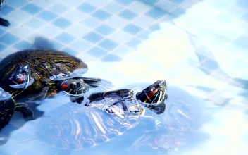 Stock Footage Turtles Swimming In A Tub Close View