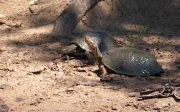 Stock Footage Turtles Standing On The Sand
