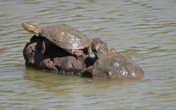 Stock Footage Turtles Sunbathing On A Rock In A River