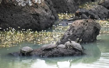 Stock Footage Turtles Standing On A Rock