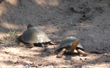 Stock Footage Turtles Resting On The Ground