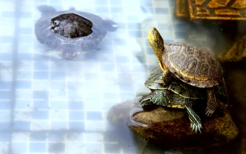 Stock Footage Turtles Resting In A Small Pool