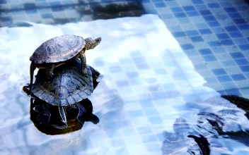 Stock Footage Turtles Resting In A Pool