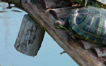 Stock Footage Turtles On A Little Wooden Bridge