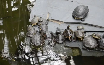 Stock Footage Turtles In A Zoo Pond