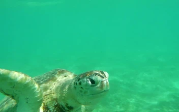 Stock Footage Turtle Swimming Just Below The Surface