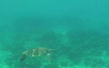 Stock Footage Turtle Swimming In A Turquoise Sea