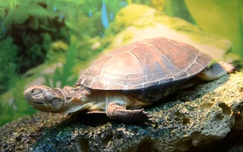 Stock Footage Turtle Resting On A Rock
