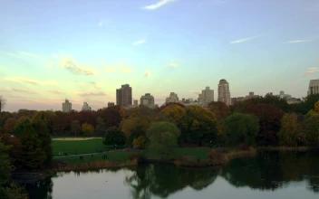Stock Footage Turtle Pond In The Morning