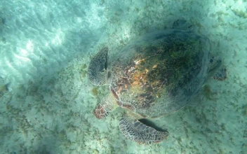 Stock Footage Turtle On The Sea Floor