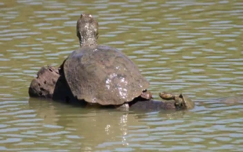 Stock Footage Turtle On A Tree Trunk In The Water