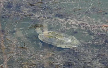 Stock Footage Turtle Eating In A Turbid Pond