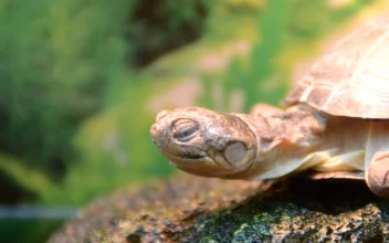 Stock Footage Turtle By A Zoo Pond