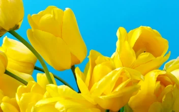 Stock Footage Tulips On Blue Background
