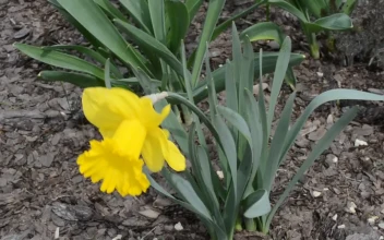 Stock Footage Tulips Growing At The Side Of A Road