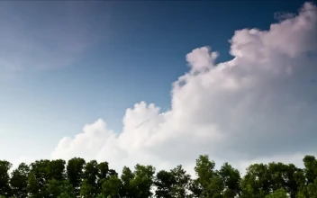 Stock Footage Tropical Trees With A Beautiful Sky