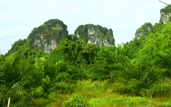 Stock Footage Tropical Thailand Green Landscape