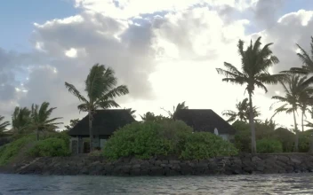 Stock Footage Tropical Plants Around A House