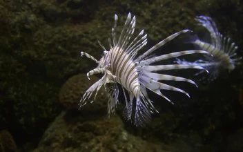Stock Footage Tropical Lionfish In The Coral Reef