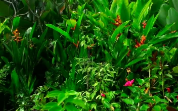 Stock Footage Tropical Green Plants And Flowers
