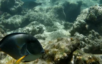 Stock Footage Tropical Fish Over Coral