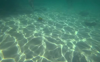 Stock Footage Tropical Fish In The Water