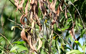 Stock Footage Tropical Bird In A Dry Tree