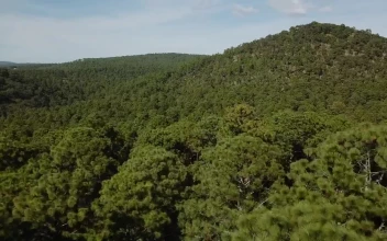 Stock Footage Treetops On A Hill
