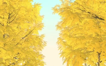 Stock Footage Trees With Dry Autumn Leaves D Loop Video