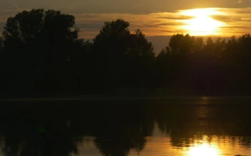 Stock Footage Trees Silhouettes And The Yellow Sunset