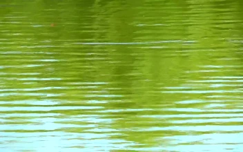 Stock Footage Trees Reflected In The Water Of A Lake