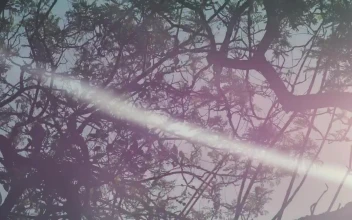 Stock Footage Trees Reflected In The Water