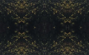 Stock Footage Trees In The Woods