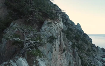 Stock Footage Trees Growing On The Side Of A Cliff