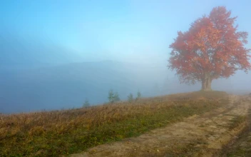 Stock Footage Tree With Yellow Leaves In The Top Of The Hill