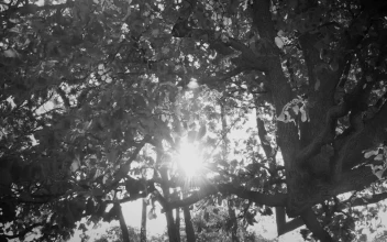 Stock Footage Tree With Its Branches And Leaves