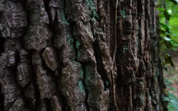 Stock Footage Tree Trunk Texture