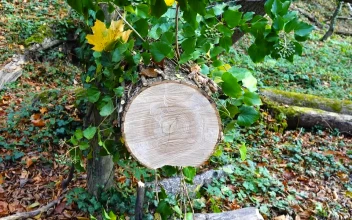 Stock Footage Tree Trunk Cut With A Saw