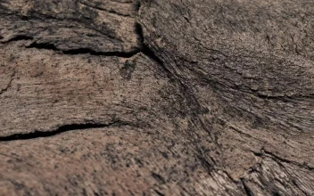 Stock Footage Tree Surface Texture