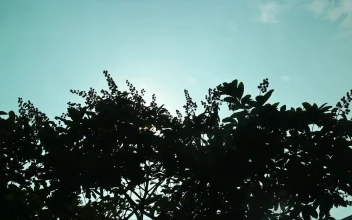 Stock Footage Tree Silhouette Against A Cyan Sky