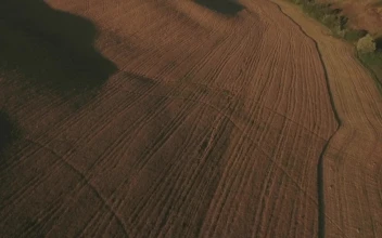Stock Footage Tree Line Between Fields