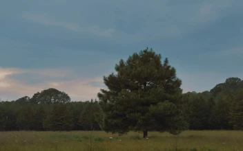 Stock Footage Tree In A Forest On A Rainy Day