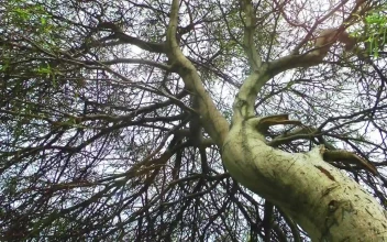 Stock Footage Tree Full Of Branches Seen From Below